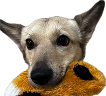 Eevee the dog peeking over the footer